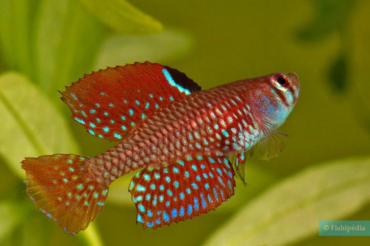 Spectrolebias reticulatus