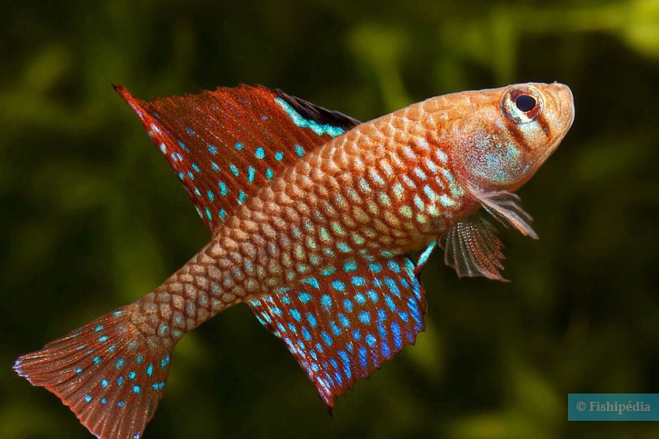 Spectrolebias reticulatus