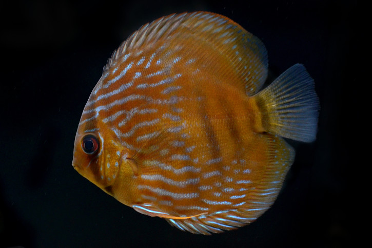 Symphysodon aequifasciatus - blue discus