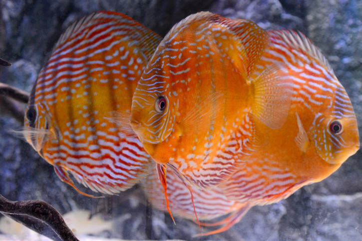 Symphysodon aequifasciatus - blue discus