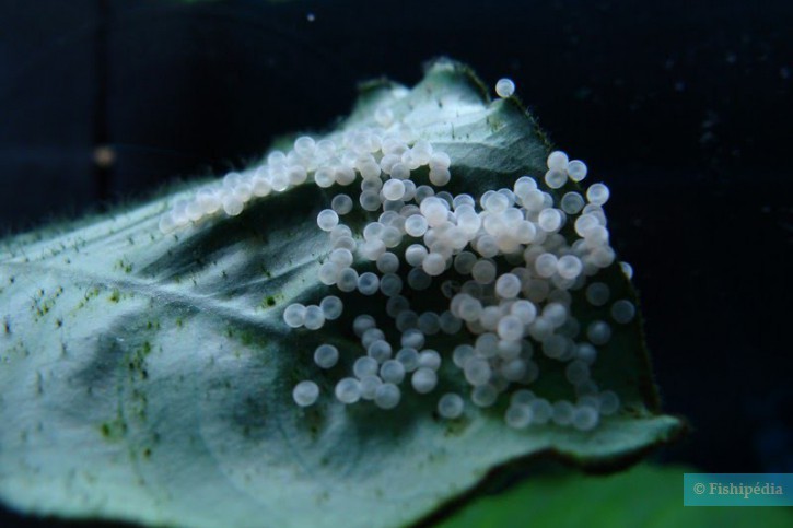 Corydoras aeneus - corydoras bronze