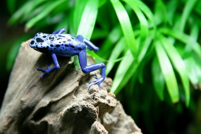 Dendrobates tinctorius Dendrobatidae