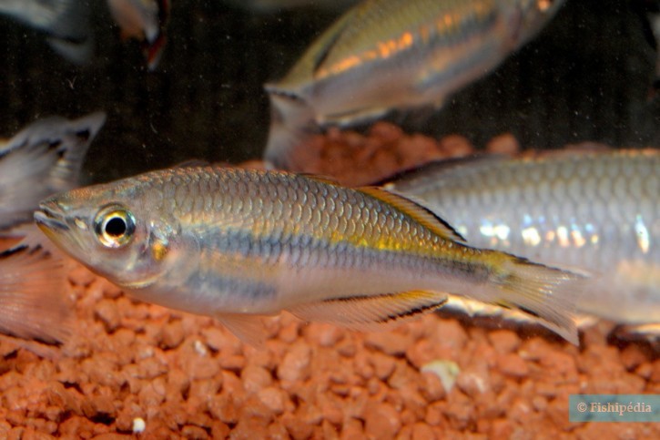 Bedotia madagascariensis