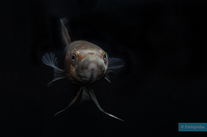 Combattants, Colisa… Qui sont les « labyrinthides »?