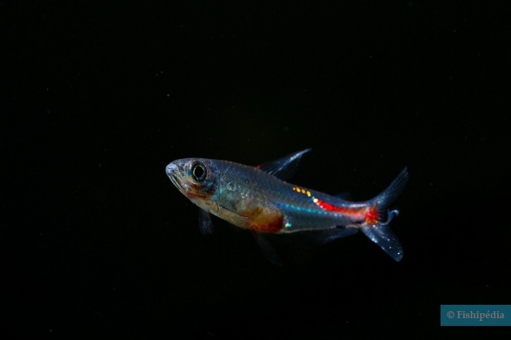 Brittanichthys axelrodi - blood red tetra