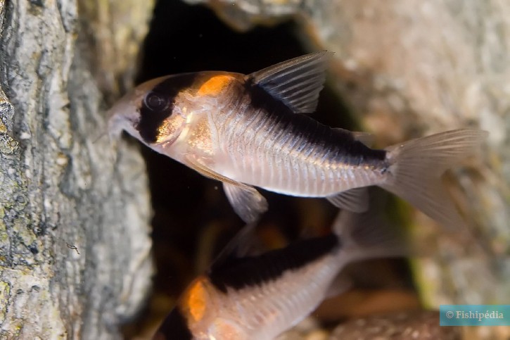 photographie - D Owens