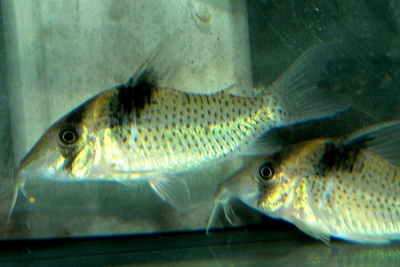 Corydoras amandajanea Callichthyidae