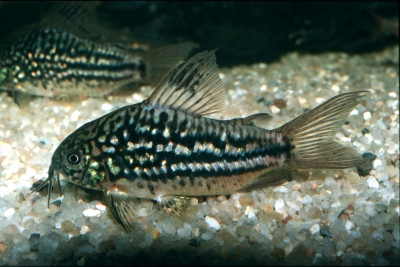 Corydoras napoensis Callichthyidae