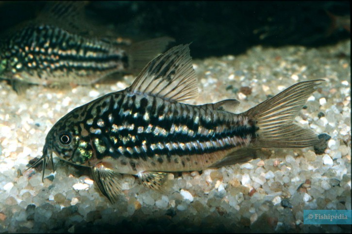 Corydoras napoensis