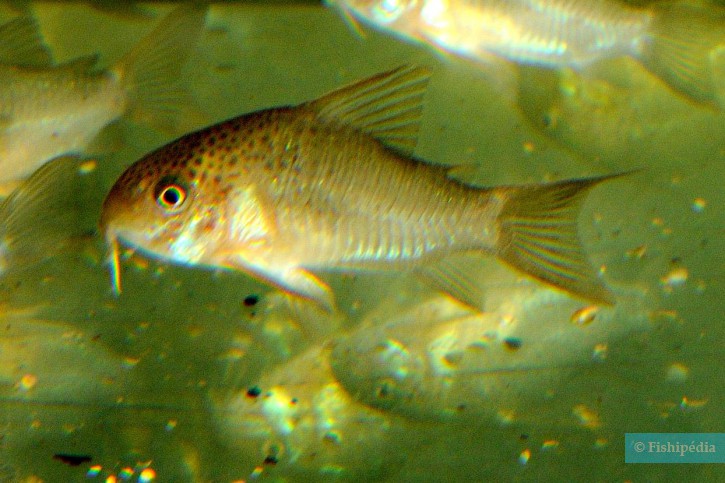 Corydoras polystictus