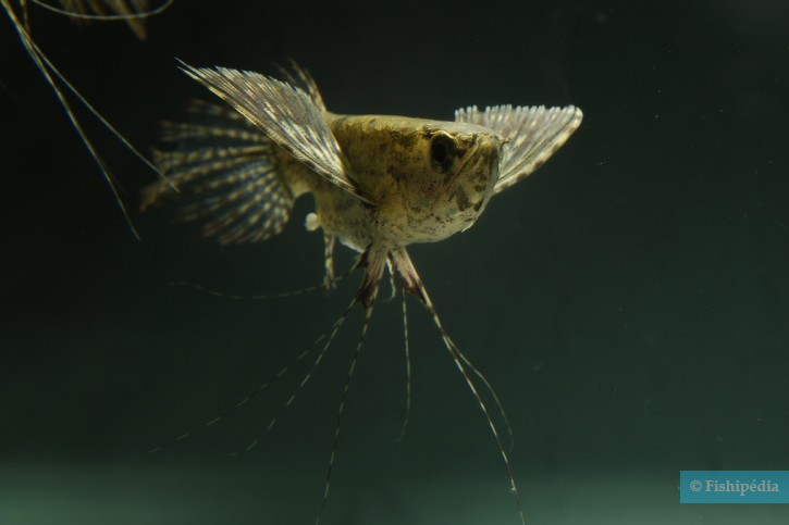 photographie - Harn Sheng