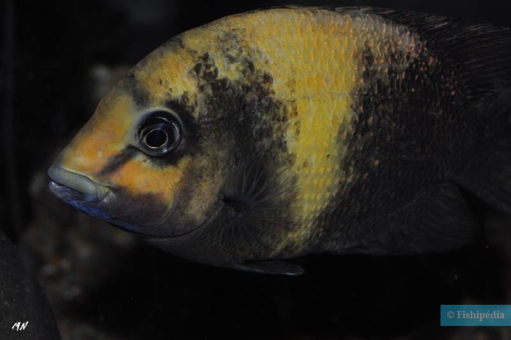 Paretroplus damii - damba