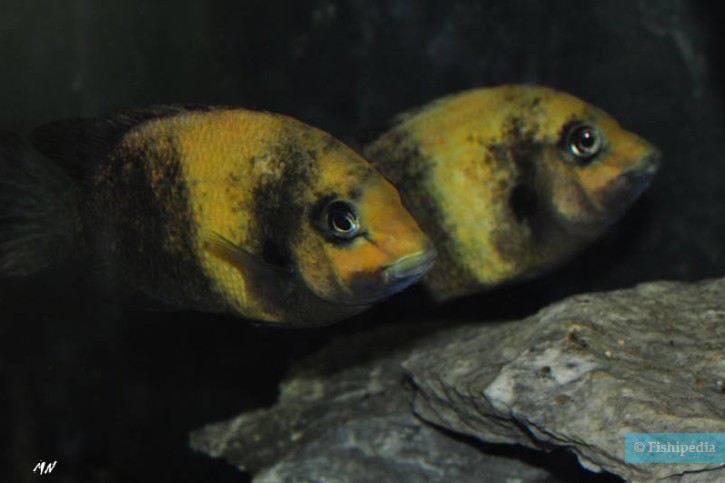 Paretroplus damii - damba