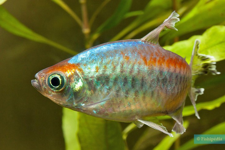 Phenacogrammus interruptus - congo tetra