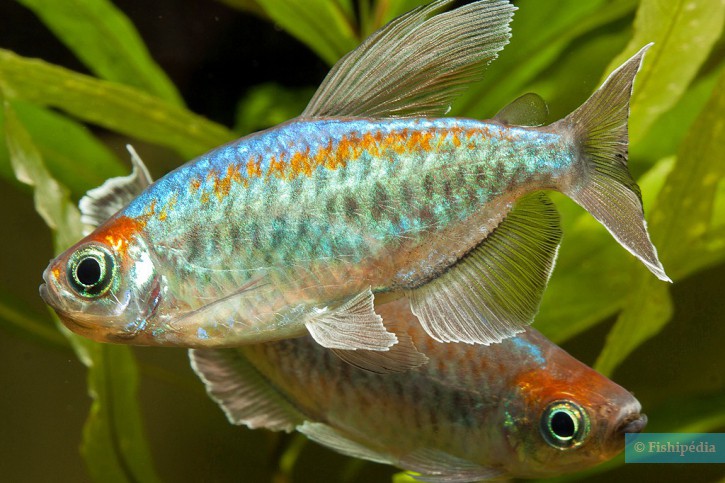 Phenacogrammus interruptus - congo tetra