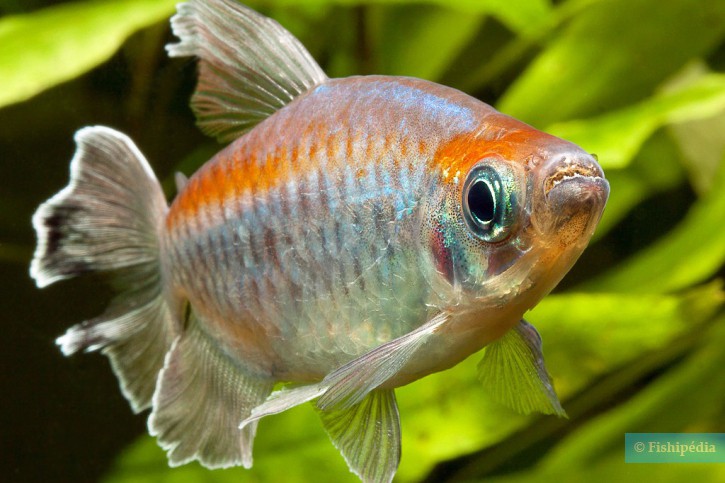 Phenacogrammus interruptus - congo tetra