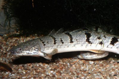 barred bichir Polypteridae
