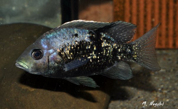 Ptychochromis oligacanthus