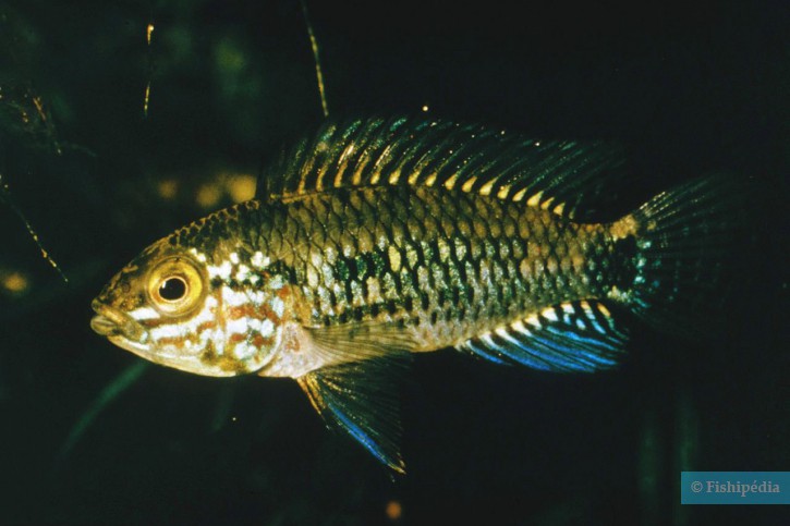 Apistogramma inconspicua