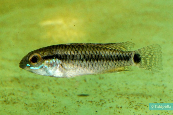 Apistogramma pertensis abacaxi