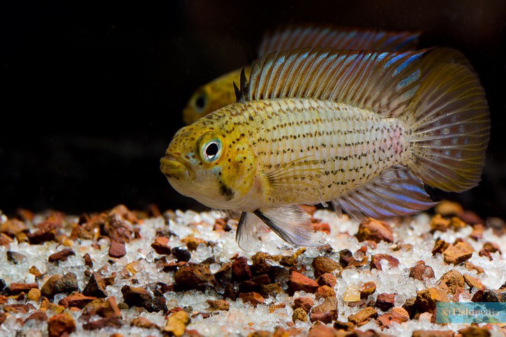 Apistogramma tucurui