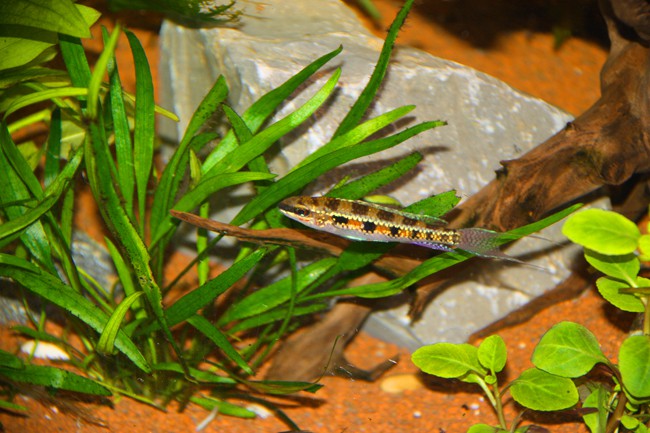 Dicrossus filamentosus