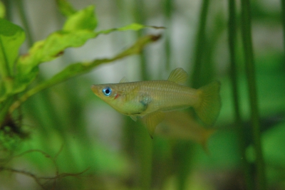 Alfaro cultratus Poeciliidae