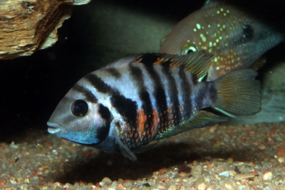 Amatitlania siquia Cichlidae