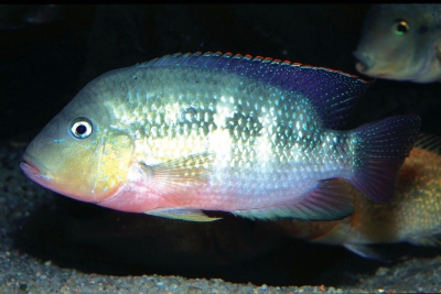 Cichlidé pastel Cichlidae