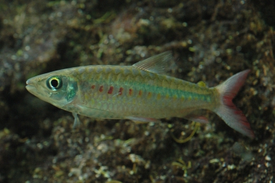 characin à queue rose Characidae