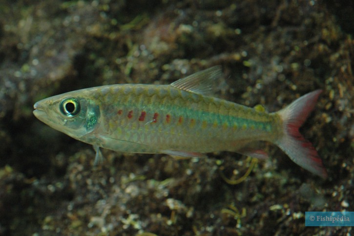 Chalceus macrolepidotus