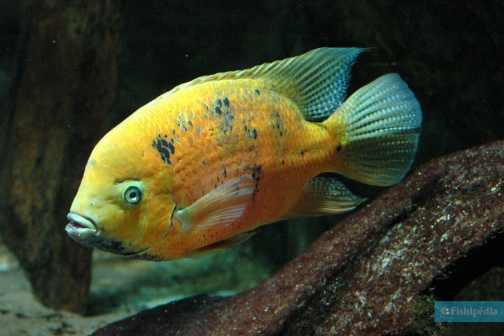 photographie - Jeff Dubosc