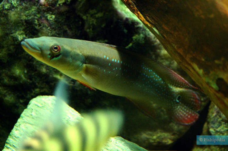 Crenicichla multispinosa