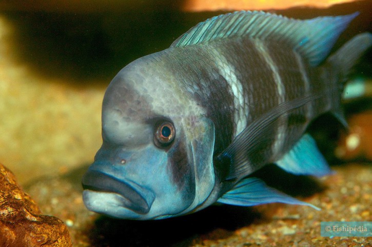 Cyphotilapia sp. North