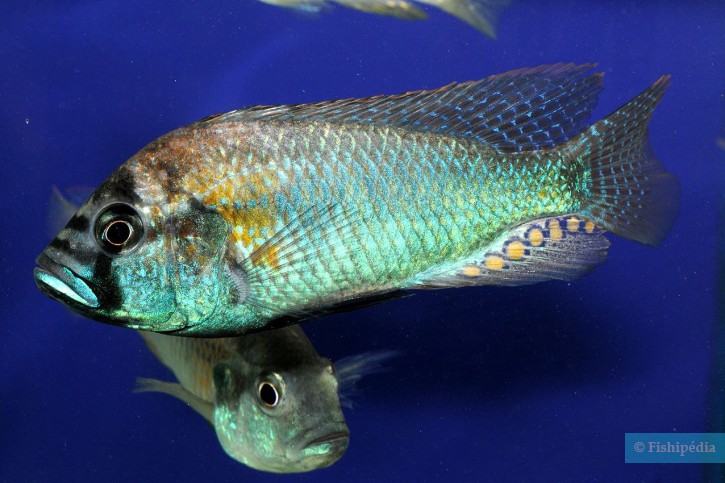 Astatotilapia burtoni