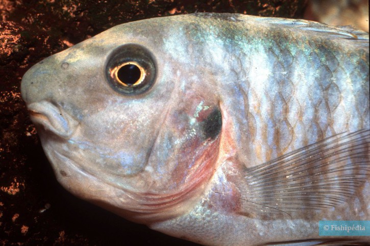 Labeotropheus fuelleborni - blue mbuna