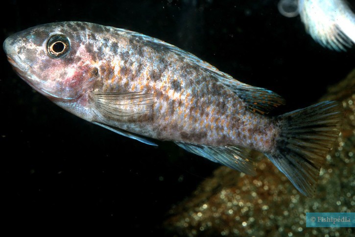 Labeotropheus fuelleborni - blue mbuna