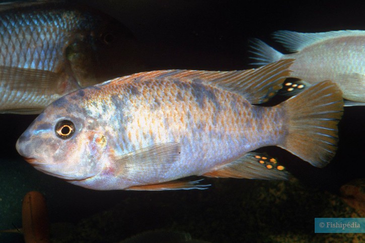 Labeotropheus fuelleborni - blue mbuna