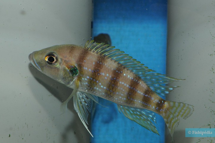 Greenwoodochromis christyi