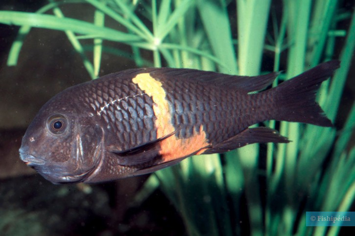 Tropheus sp. Black Pemba