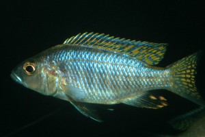 Sciaenochromis ahli