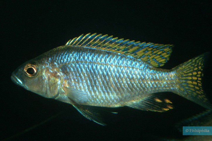 Sciaenochromis ahli