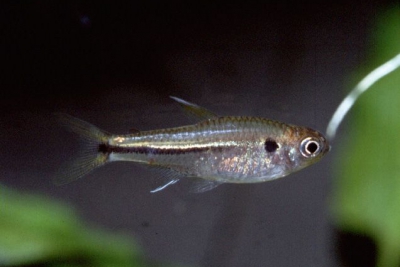 Bryconella pallidifrons Characidae