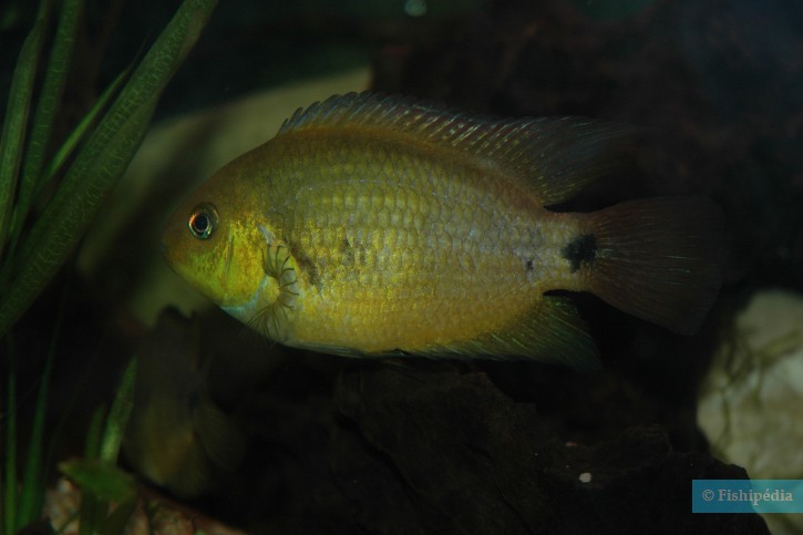 Amatitlania altoflava