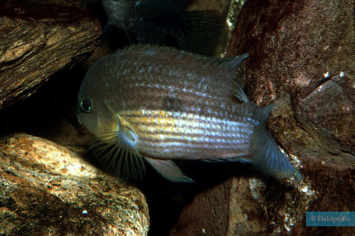 Amatitlania myrnae - topaz cichlid