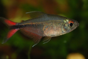 Hemigrammus filamentosus