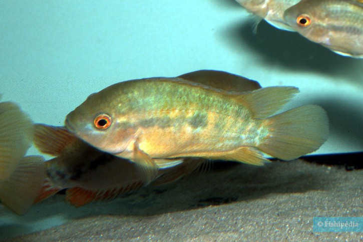 Herotilapia multispinosa