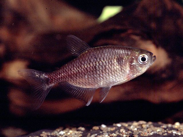 Hyphessobrycon reticulatus