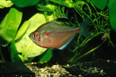 petit cœur saignant Characidae