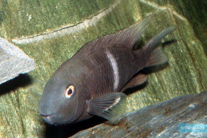 Neetroplus nematopus